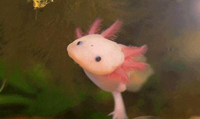 认识鲨鱼斑马恐龙等10种动物,六角恐龙海底生物