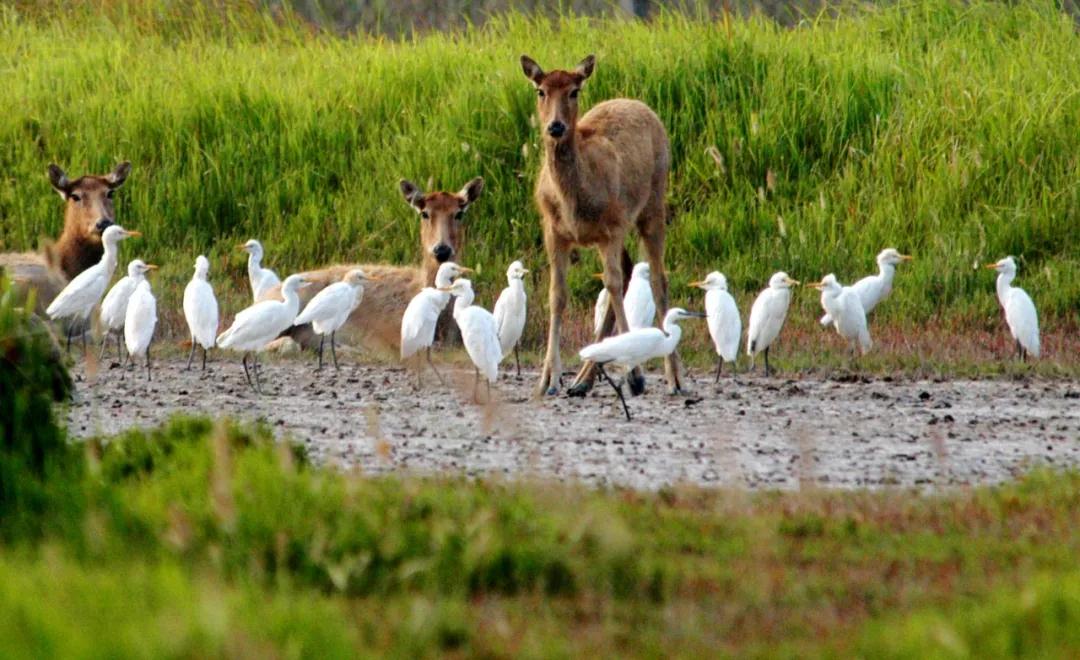 中国的植物多样性保护,全国林草生物多样性保护成就展