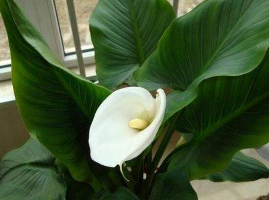 水养马蹄莲花朵发黄焦边干枯,夏天马蹄莲叶子发黄解决办法