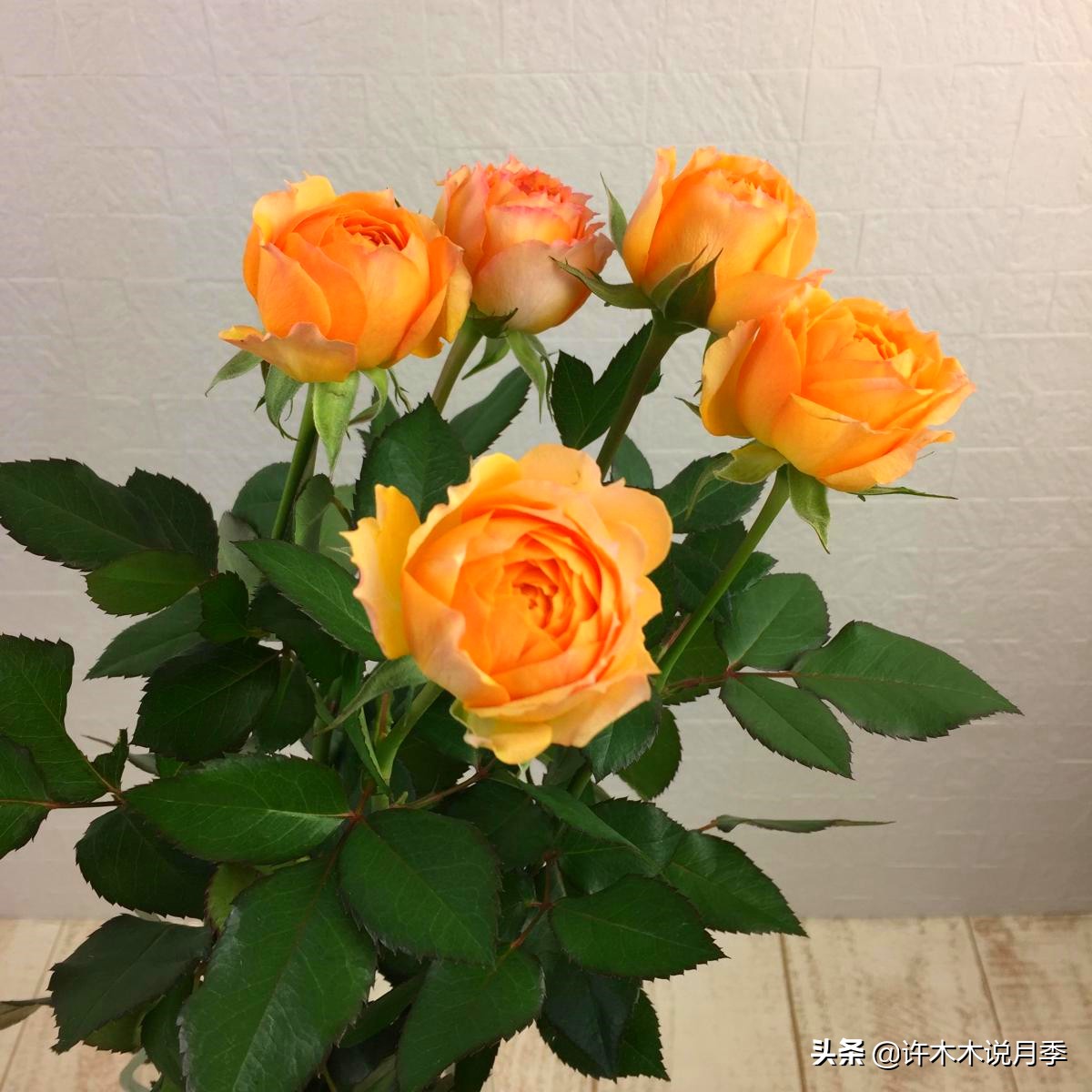 新手月季种植手册，牢记这6点，不死苗、开花多。新手收藏备用