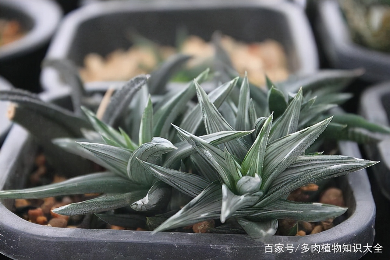 多肉条纹十二卷的养护方法,条纹十二卷多肉如何快速爆盆