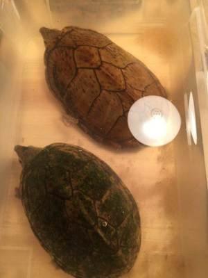 捡的大乌龟能养吗有没有忌讳什么,野生龟与饲养乌龟的区别