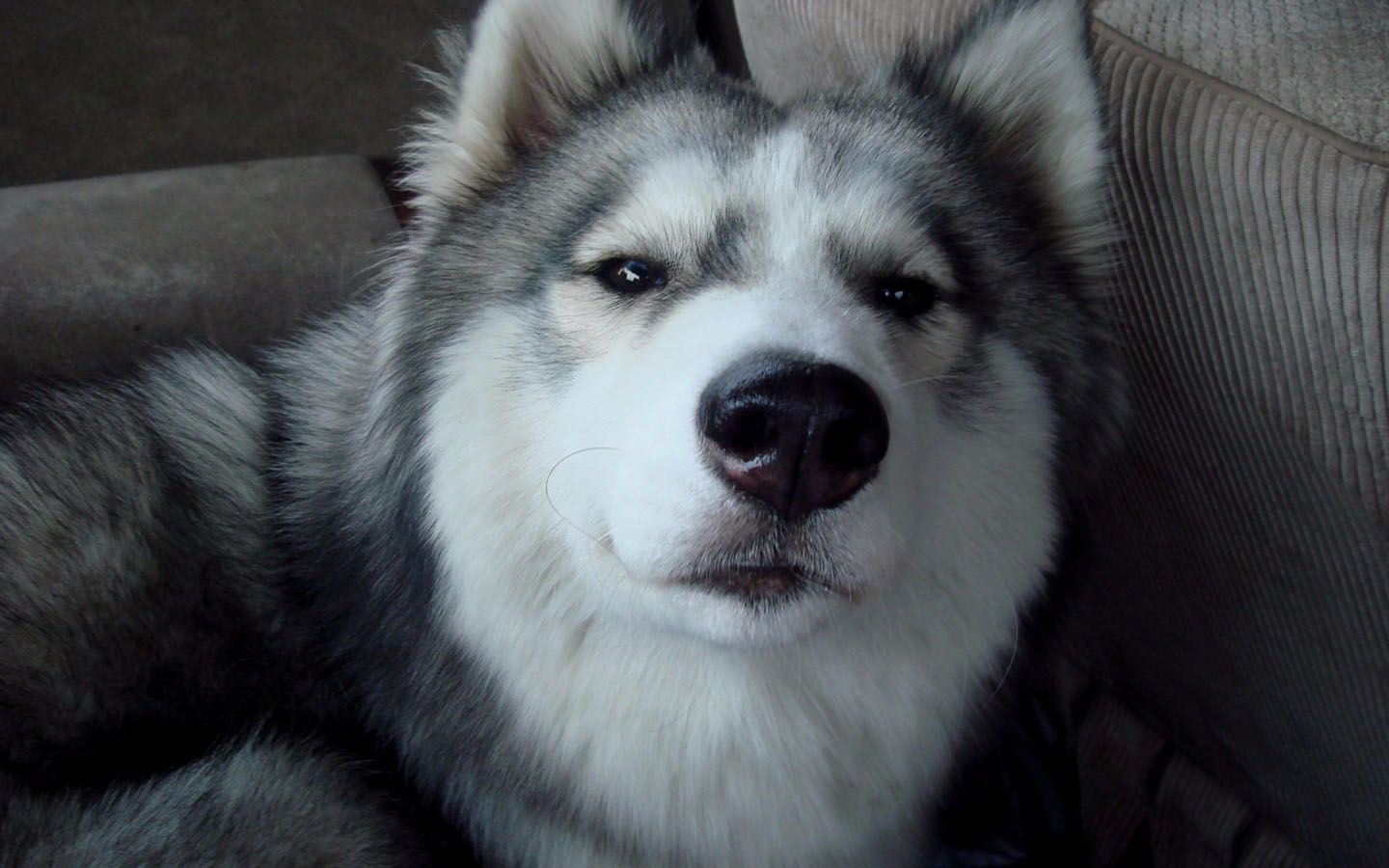 狗狗品种介绍图鉴3期哈士奇,哈士奇和其它狗狗杂交品种