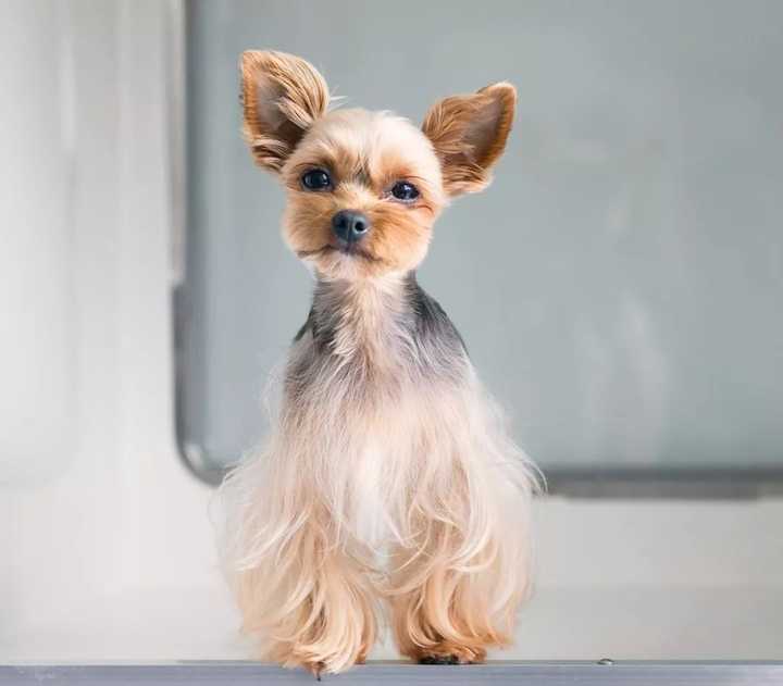 最齐全的狗狗品种介绍及图片,带你了解一下常见狗狗的品种