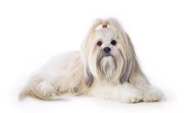 狗狗品种大全及介绍了解一下,狗狗品种怎么挑选最好看