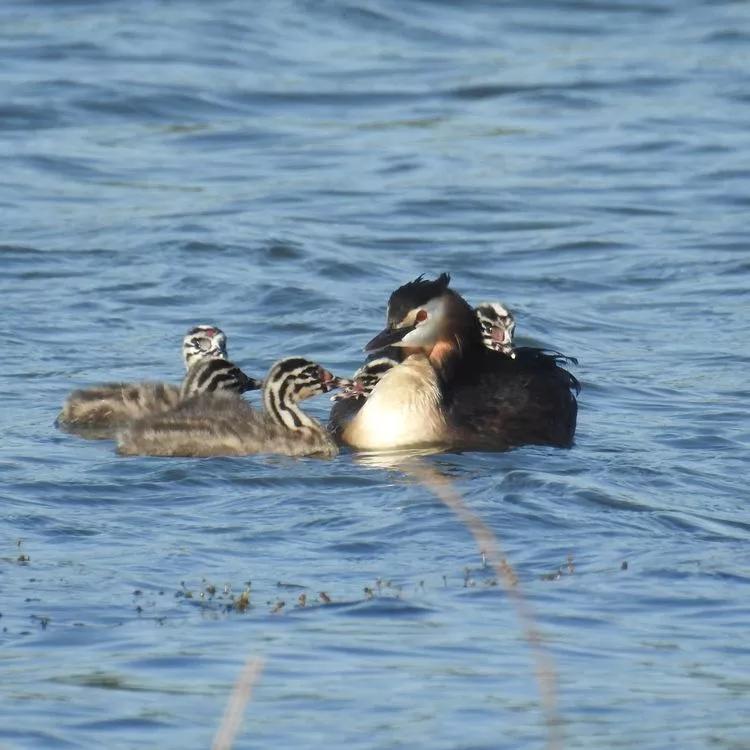 你善待动物动物也会善待你,善待动物就是善待我们人类自己