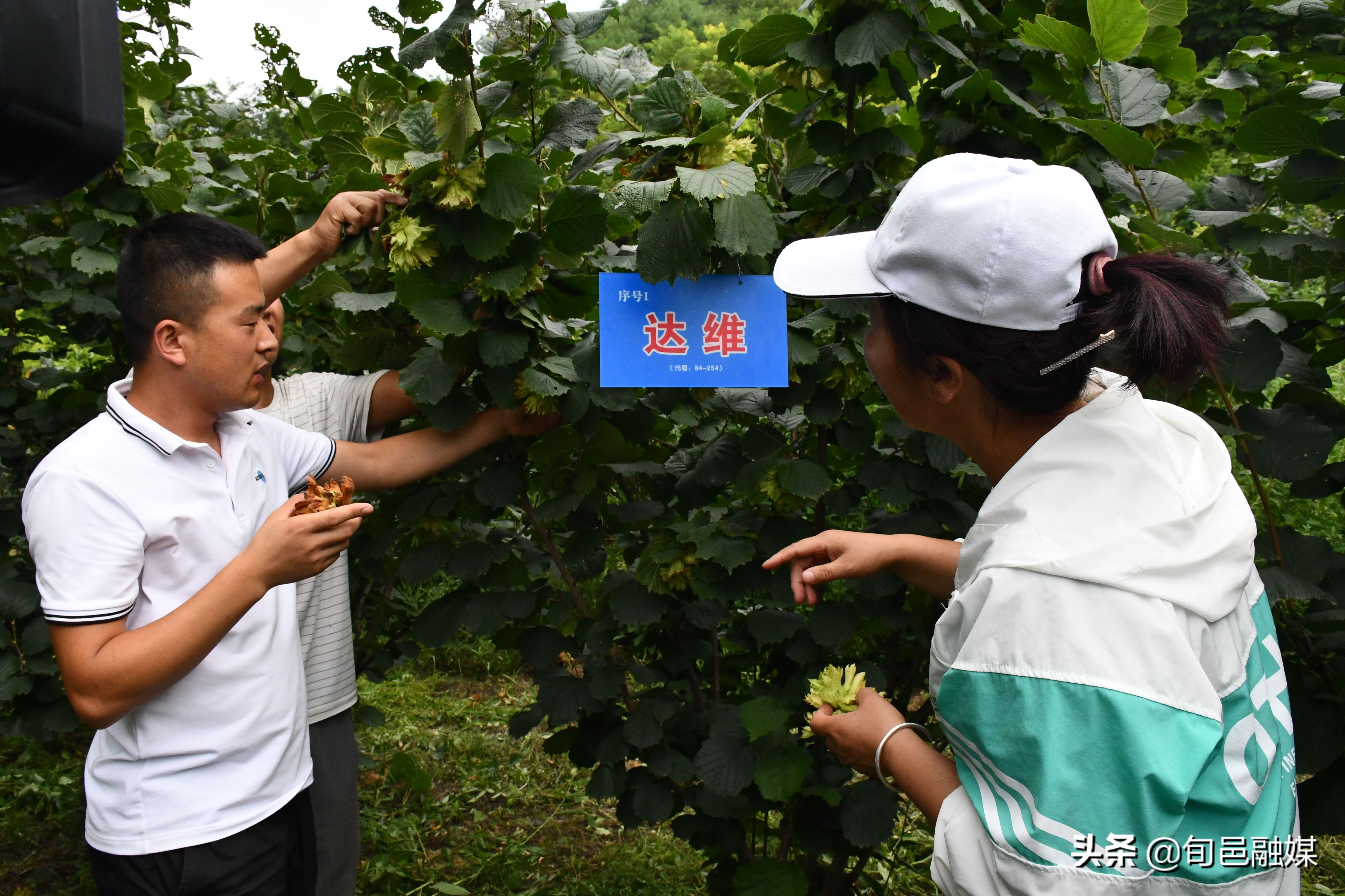 旬邑：大榛子有“钱途”荒山沟变成聚宝盆