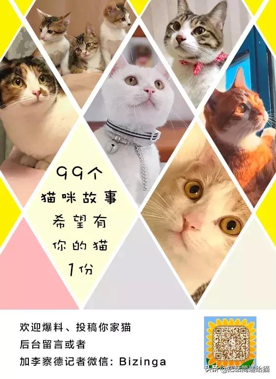 猫故事全集,猫故事小说