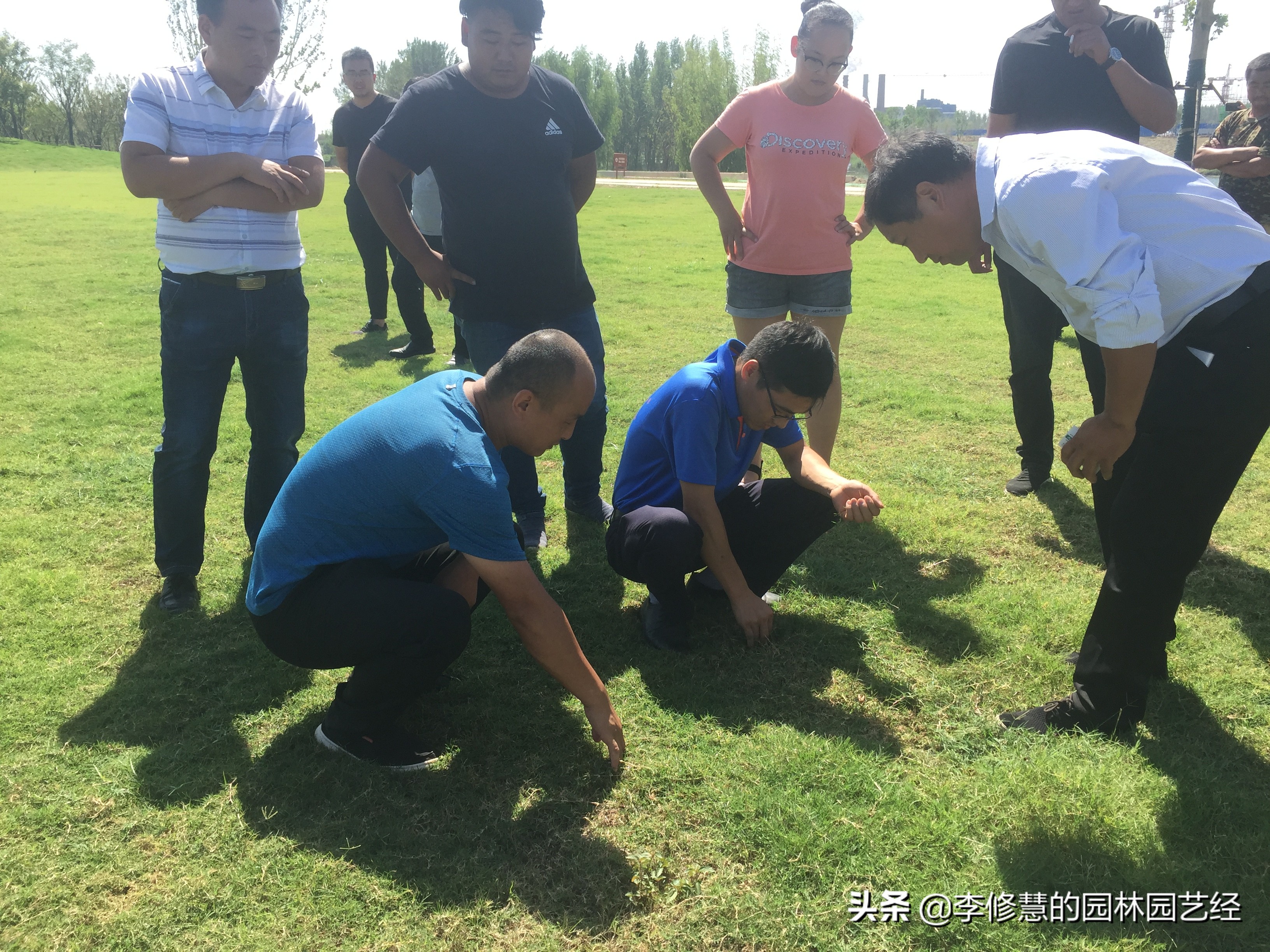 混播草坪的养护方法,草坪养护管理方案