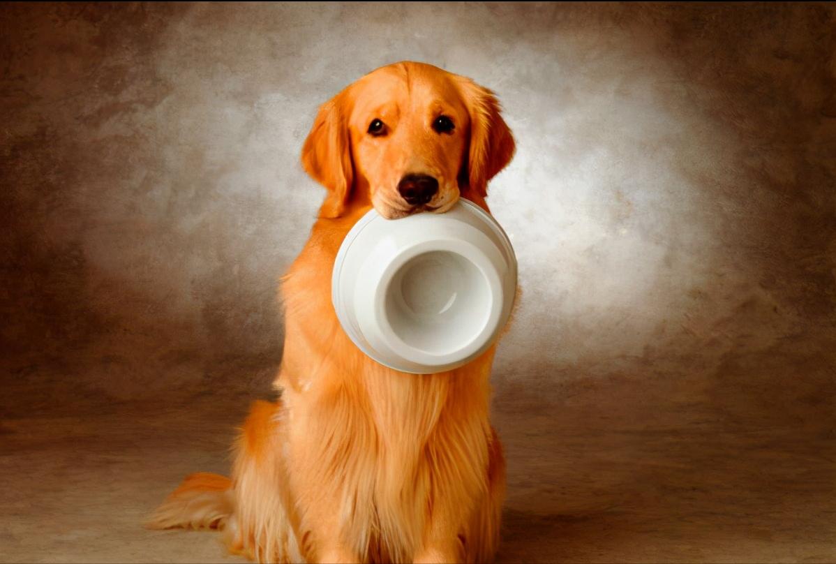 金毛正常吃喝但呕吐是什么原因,金毛突然呕吐是什么原因