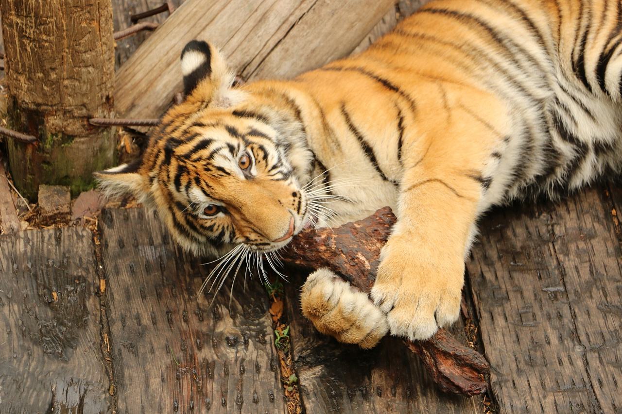 京轩溜娃指南｜暑假带娃去哪儿玩？入坑长隆那是必须滴~