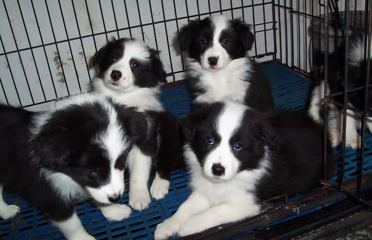 狗狗品种大全及介绍了解一下,狗狗品种怎么挑选最好看