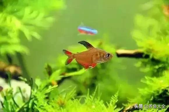 养鱼大神都养什么鱼,鱼缸养鱼都有哪些鱼