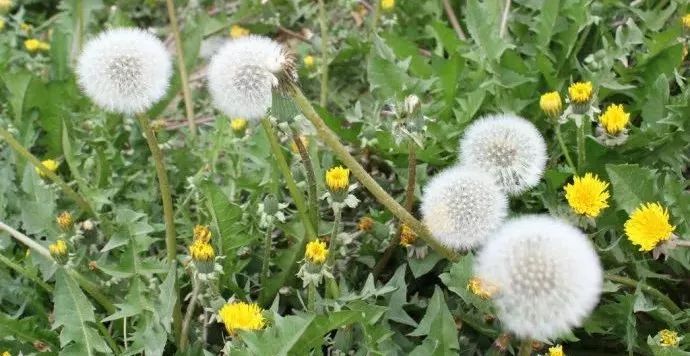 儿童画太阳与蒲公英图片,蒲公英怎么画儿童画