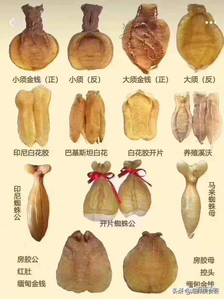 鱼胶的营养价值真的有那么高吗,鱼胶究竟有没有高的营养价值