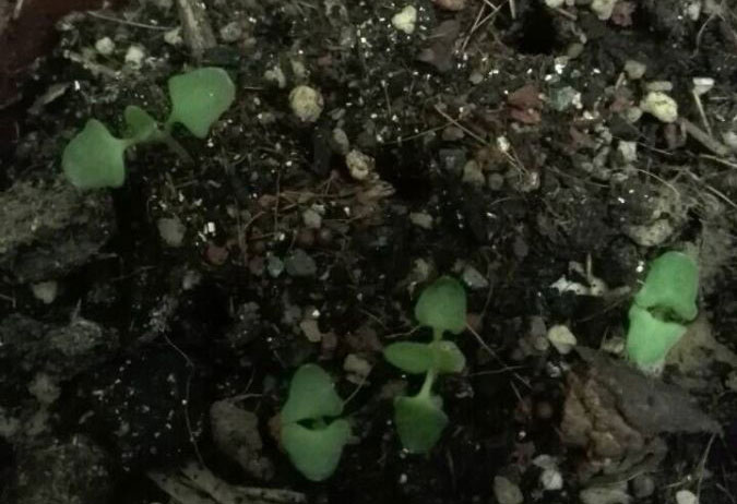 如何种薰衣草种子,你知道薰衣草吗