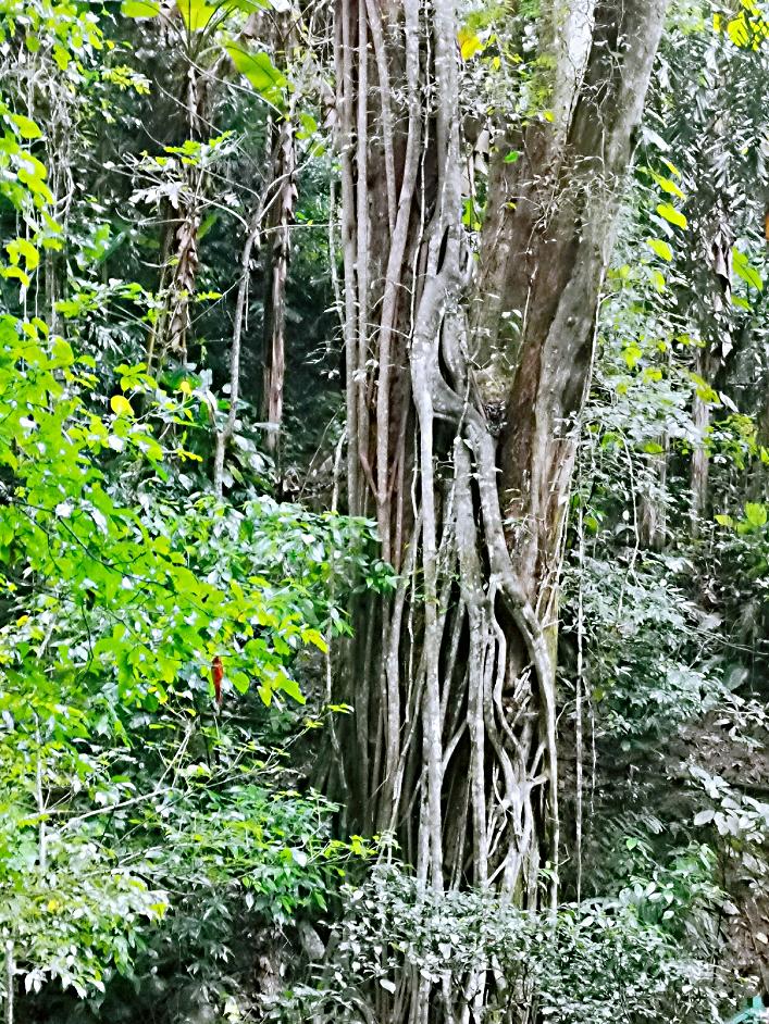 了解西双版纳的风俗和民族文化,西双版纳哈尼族特点民族文化