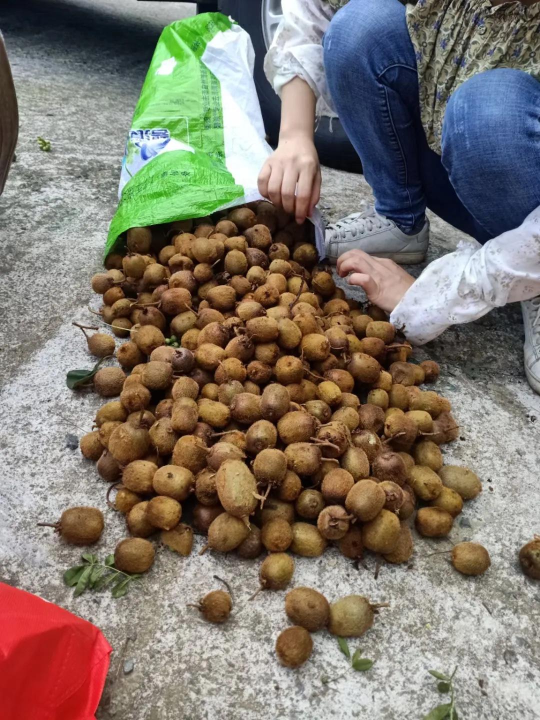 重庆周边摘果子的地方在哪里,重庆12月摘野果