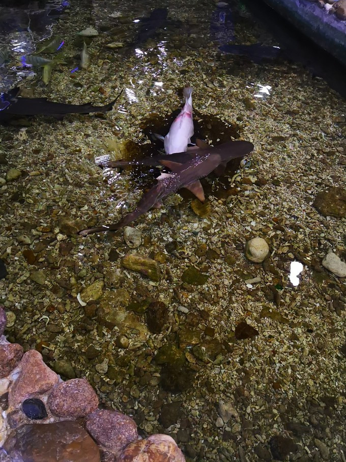 三亚新年自由行,一个人的旅行三亚之旅