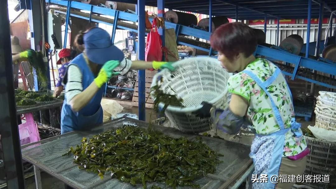 海带采收,海带收割最新视频