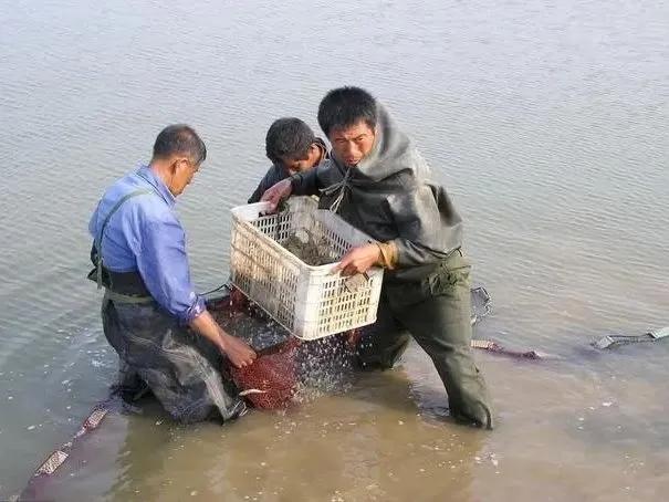 鱼虾怎么存活时间长,鱼虾什么时候生长最快