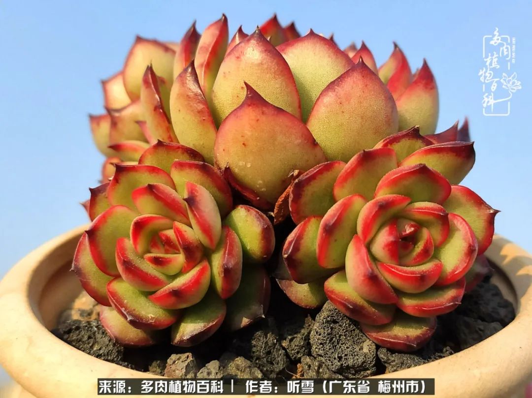 爱上多肉精致生活,爱上多肉我们的减压法宝