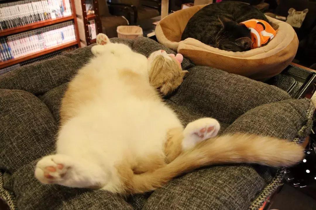 可以撸羊驼撸猫撸狗的咖啡厅,猫咖咖啡馆买猫