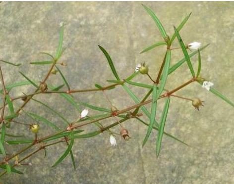 整合——28种青草药，赶快收藏备用！