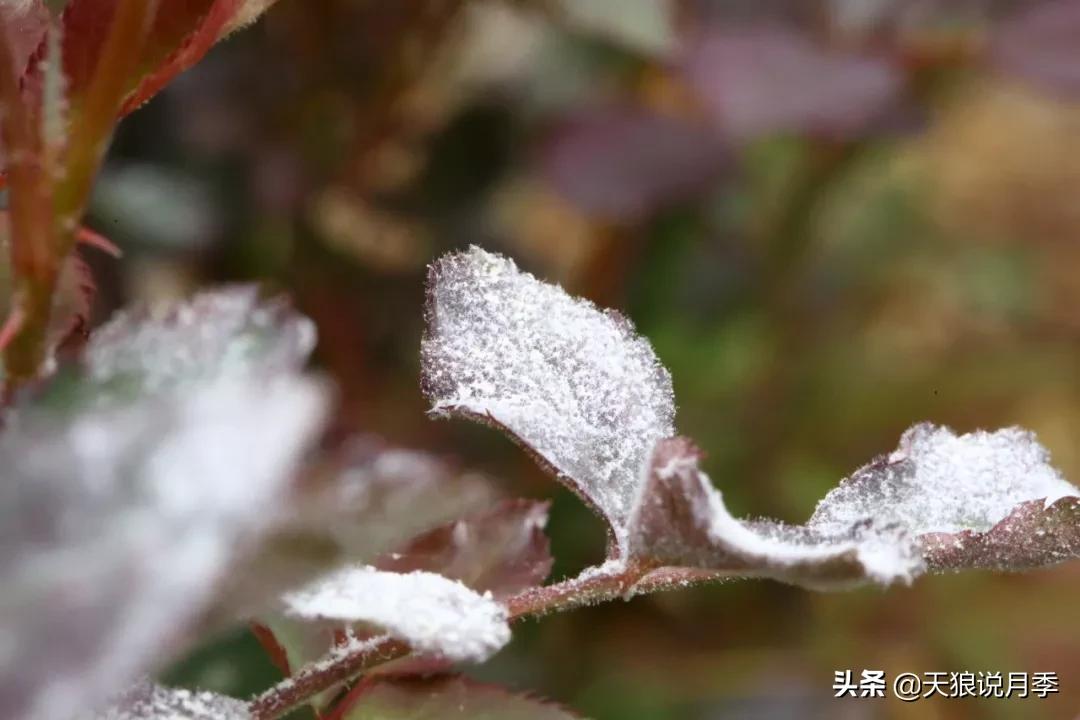 红蜘蛛的防治花草,如何预防红蜘蛛和黑斑病