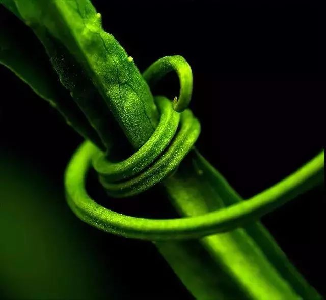 绝美花朵摄影佳作,波兰花朵摄影作品欣赏