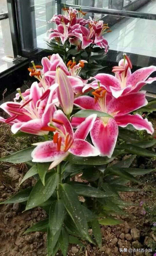 香水百合怎么养才能开花多,养香水百合的技巧与方法