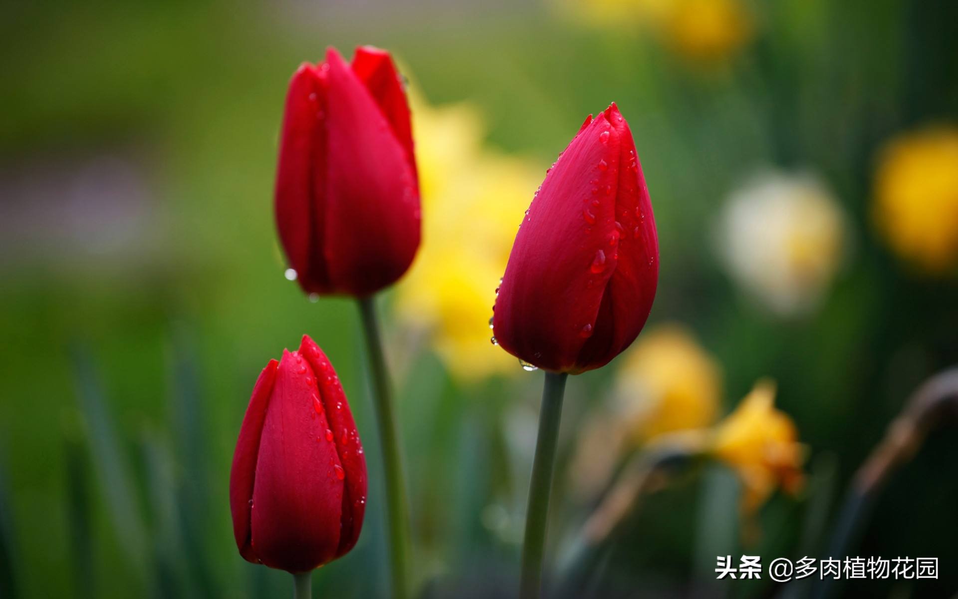 郁金香怎么养才能开花,郁金香怎么种植和养护方法