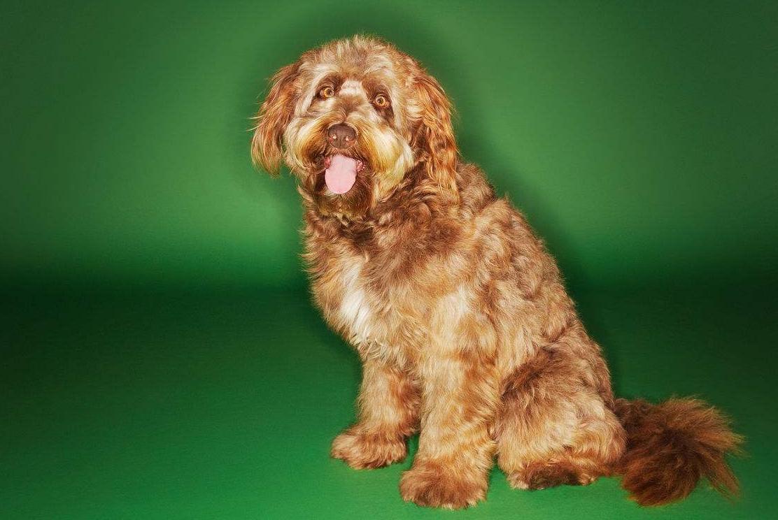 最齐全的狗狗品种介绍及图片,带你了解一下常见狗狗的品种