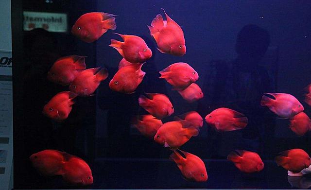 80*45*45的鱼缸需要多少生化滤材,500克生化滤材放50*40的缸里多吗