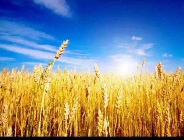 芒种种出新希望,芒种和幸福播种