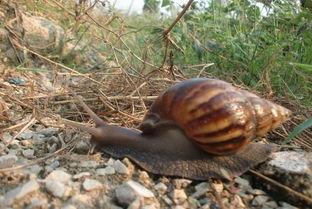 雨后路边的大蜗牛有病菌吗,一下雨就特别多蜗牛爬出来怎么办