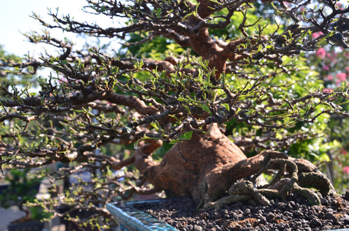 刚买回来的树桩盆景怎么处理,购买新盆景