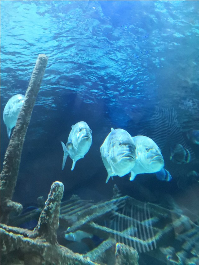 北京工体富国海底世界周一营业,北京工体富国海底世界旅馆