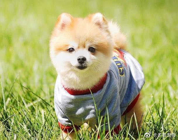 狗脱毛身上有异味,什么狗身上没异味不掉毛