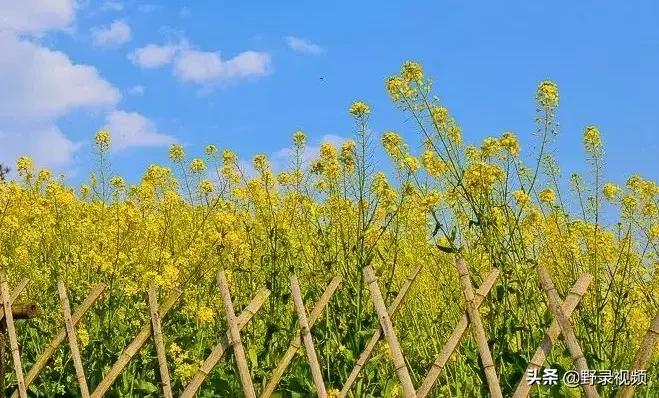 春天来了，这个四月请开启小情侣打卡模式，单身狗们千万不要点