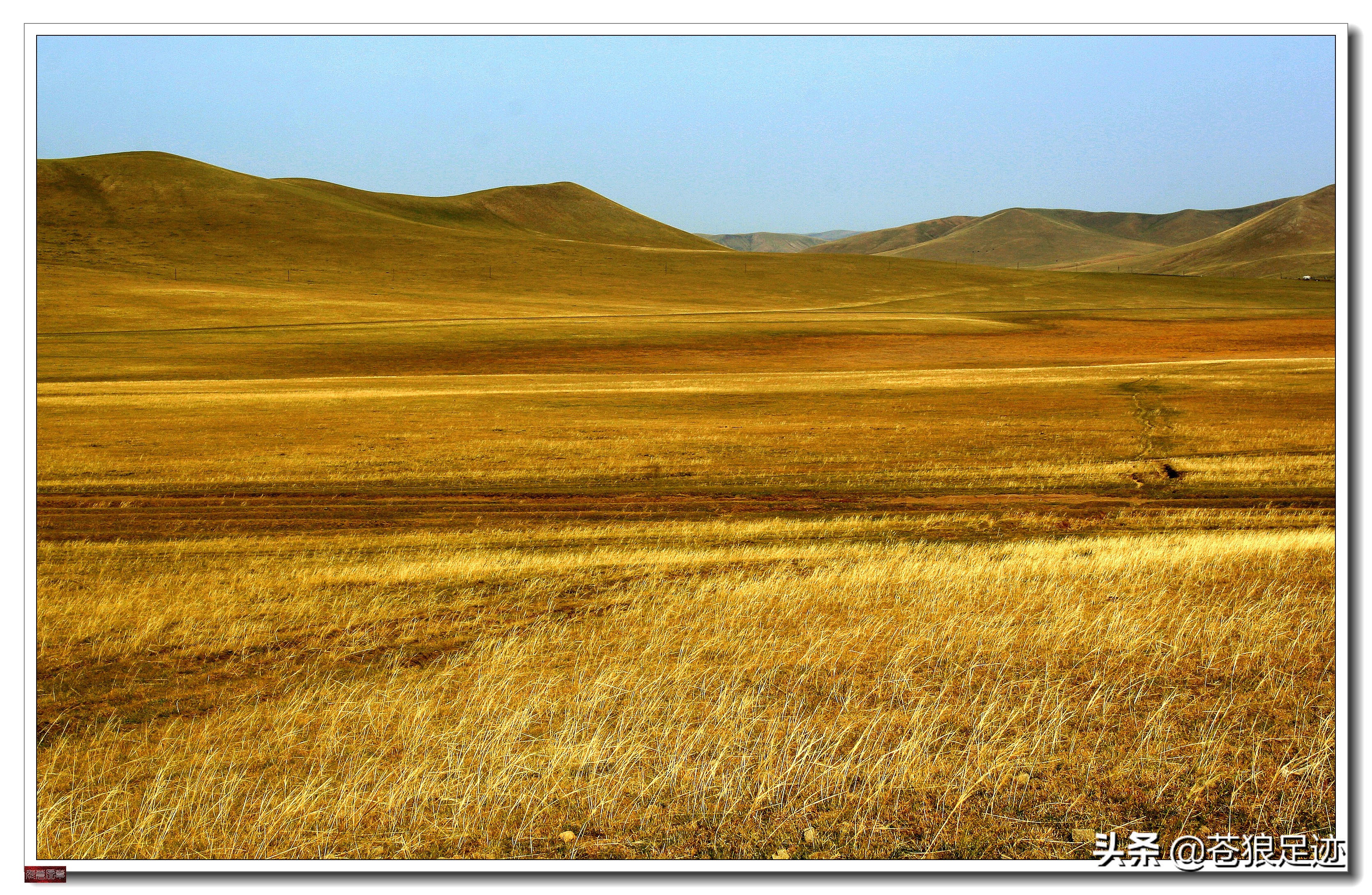 美丽的贡格尔草原风光无限,贡格尔草原上的牛羊的视频