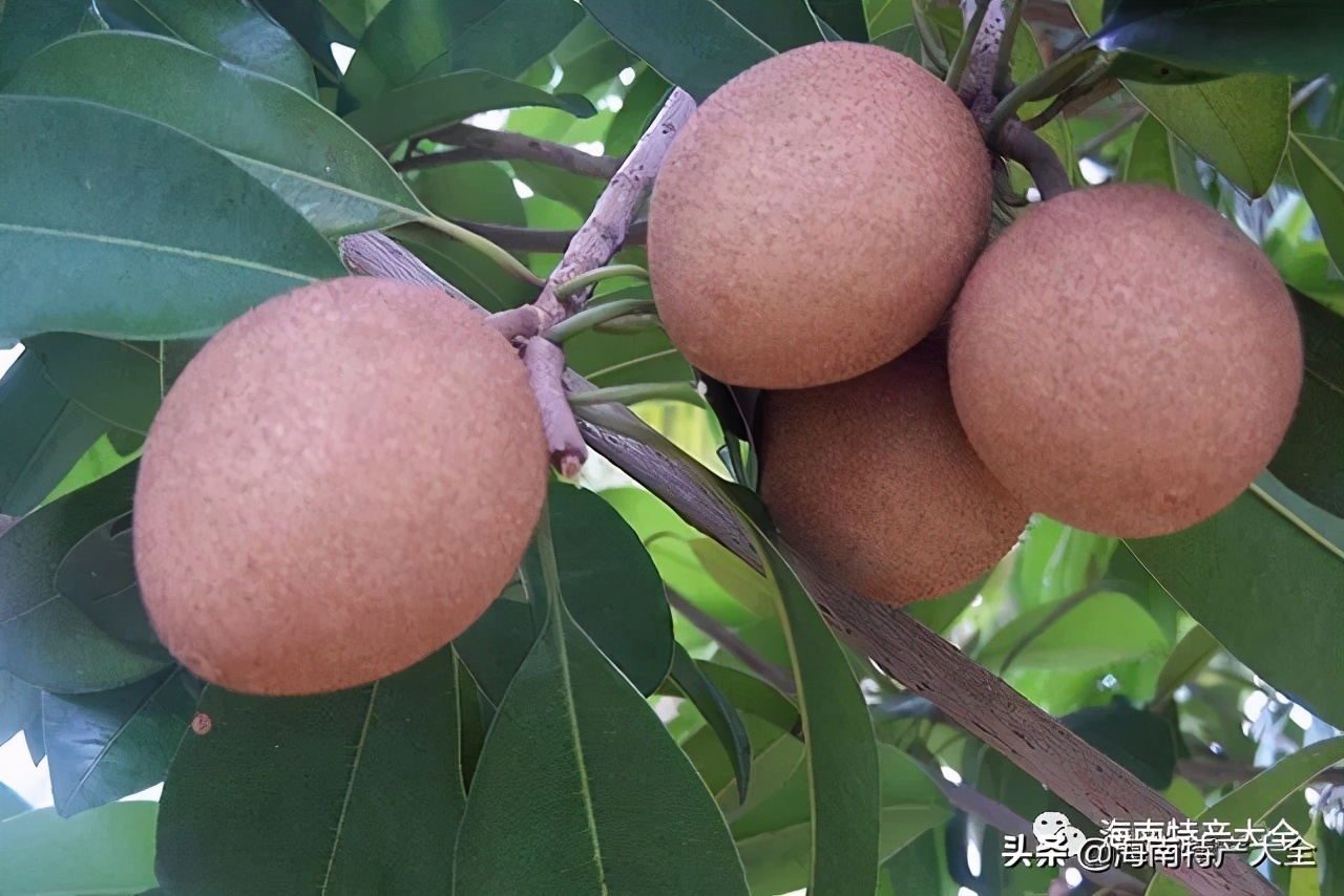 海南热带水果品种大全,海南热带水果园攻略