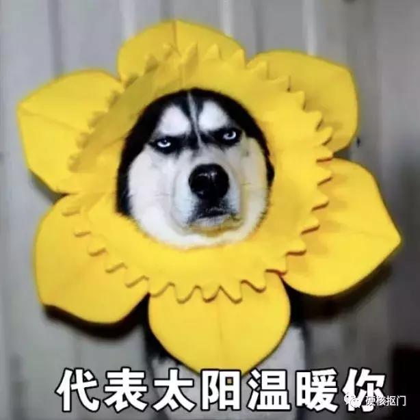 省钱｜可以免费领的手机流量合集