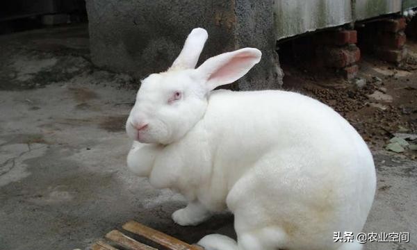 獭兔养殖方法和技巧视频,獭兔的饲养技术