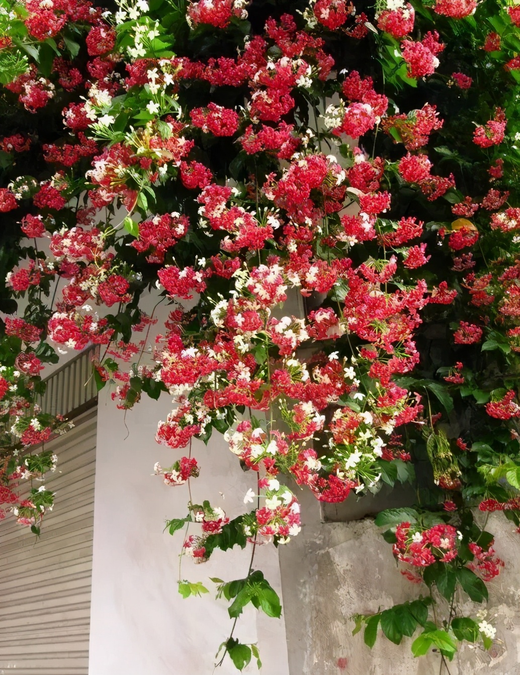 四季常开且有浓郁香味好养的花,适合懒人养的四季花一串红