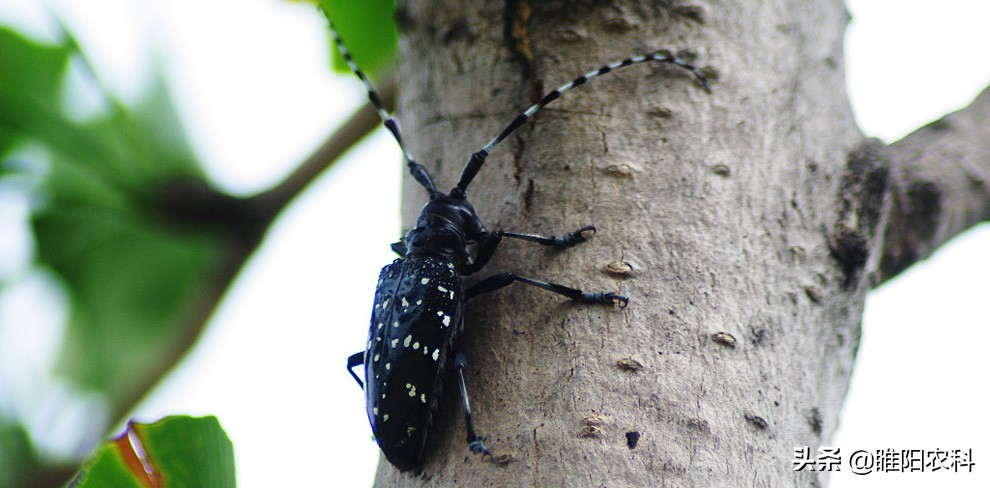 杀天牛最快最好的药,樱桃树防治红颈天牛用什么药