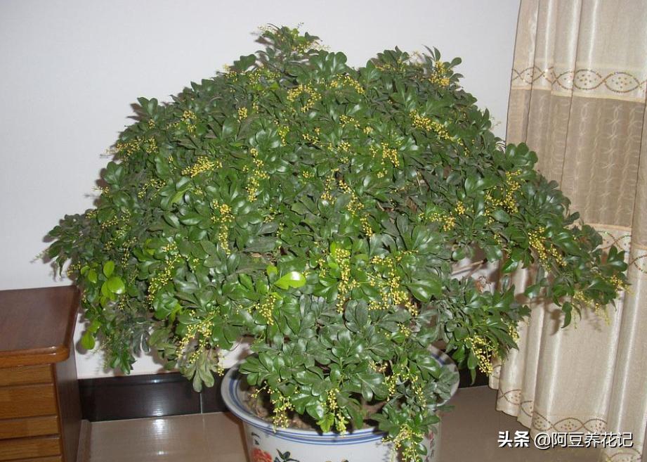 刚买的米兰怎么养才长得好,新买的米兰怎么养才能长得快