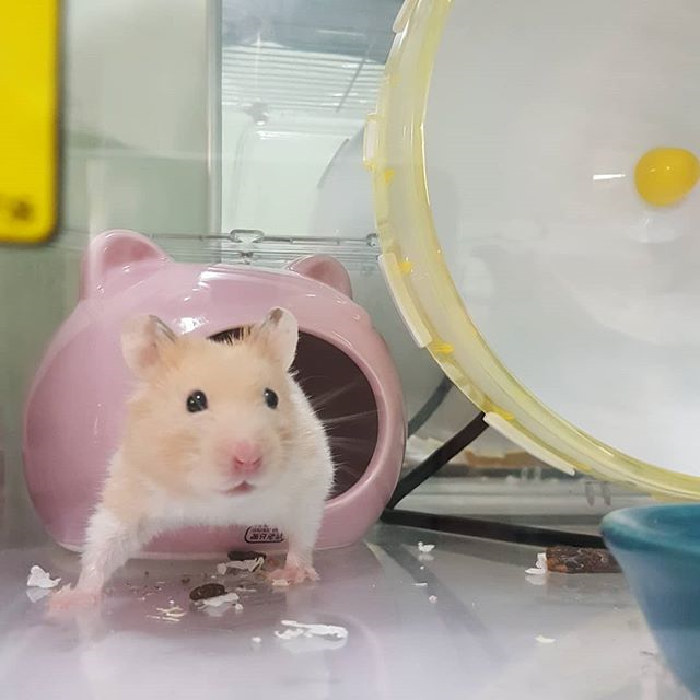 仓鼠想喝水怎么喂它吃食,仓鼠的生活习性和吃食