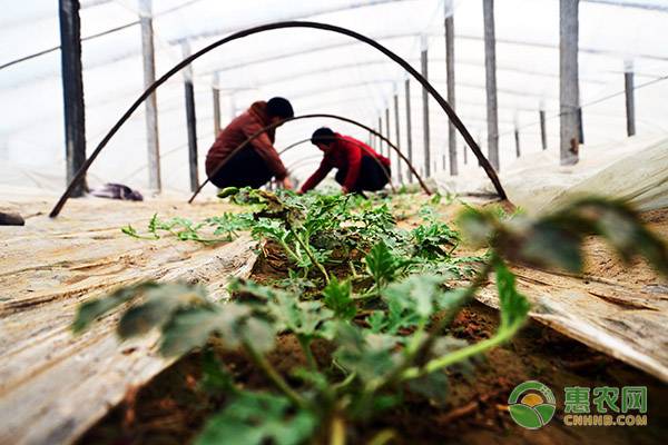 春分节气农业上有啥要注意的,春分节气农事视频