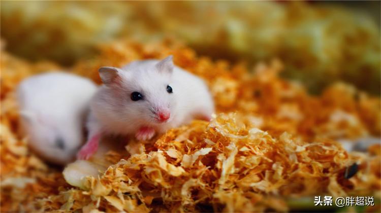 仓鼠的饲养技巧和注意事项有哪些,仓鼠饲养八大禁忌仓鼠会认主人吗